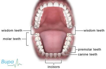 Smilekeeper: Smile Keeper Care